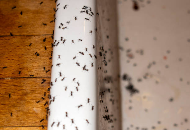 Best Pest Control Near Me  in Wona Lake, IN