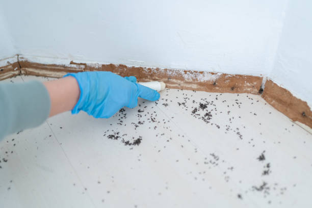 Best Flea Control Services  in Wona Lake, IN